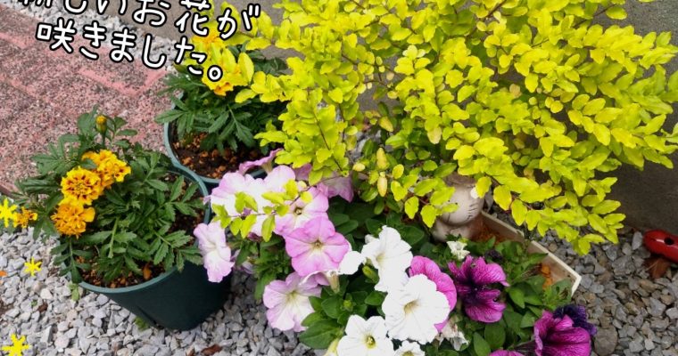 お花が咲きました❀